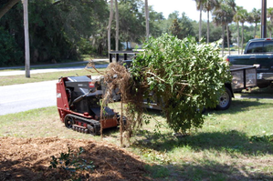 Brush Removal Gainesville FL