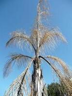 Palm Tree with Freeze Damage