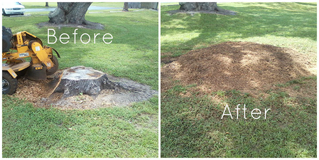 Before & After Stump Grinding Gainesville FL