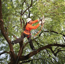 Tree Trimming Gainesville FL
