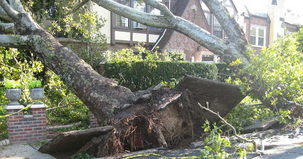 Tree Damage Gainesville
