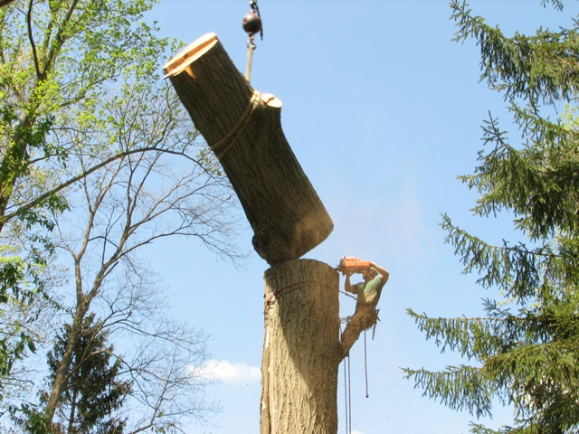 Tree trunk removal Gainesville