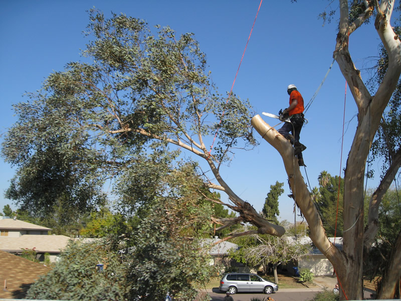 Tree Removal in Gainesville FL