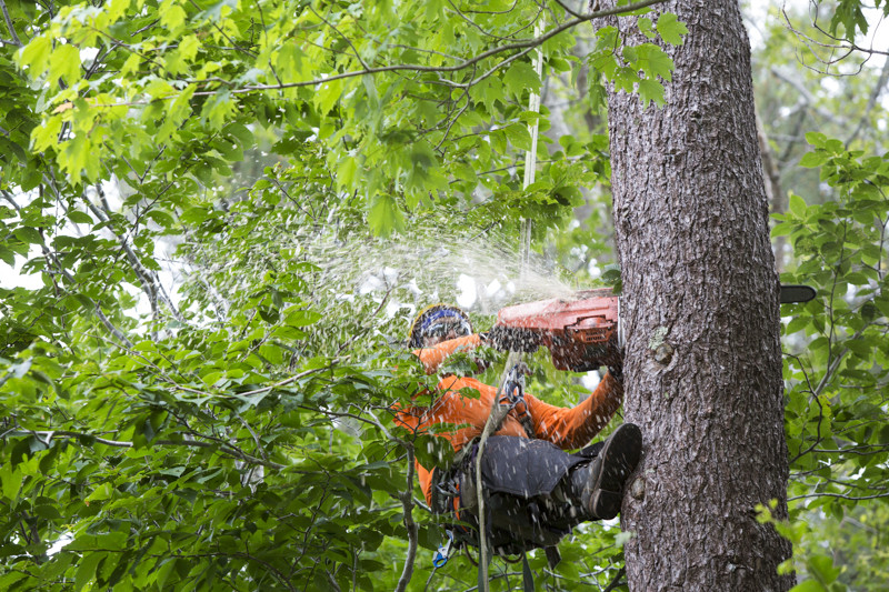 Tree Removal Service Gainesville